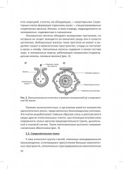 Человек. Краткий курс анатомии и физиологии - Фото 10