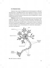 Человек. Краткий курс анатомии и физиологии - Фото 12