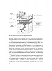 Человек. Краткий курс анатомии и физиологии - Фото 13
