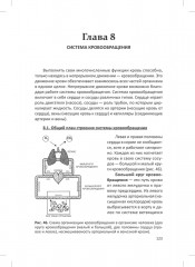 Человек. Краткий курс анатомии и физиологии - Фото 16