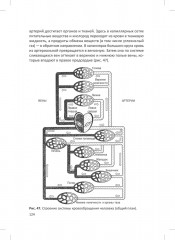 Человек. Краткий курс анатомии и физиологии - Фото 17