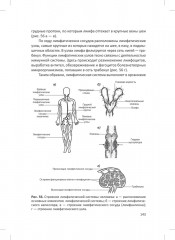 Человек. Краткий курс анатомии и физиологии - Фото 18