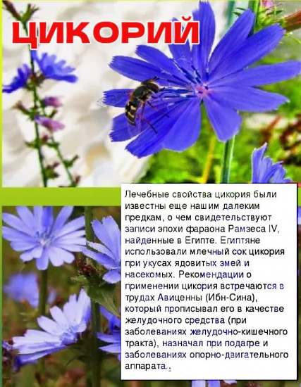 Цикорий гранулированный