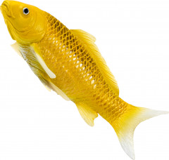 Фигурка «Карп кои — Кин Мацуба» - Фото 4