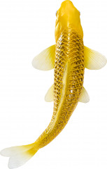 Фигурка «Карп кои — Кин Мацуба» - Фото 5