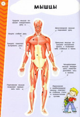 Тело человека. Мой атлас с наклейками - Фото 3