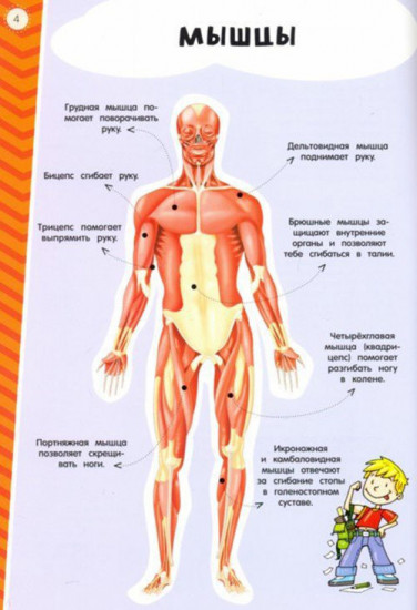 Тело человека. Мой атлас с наклейками