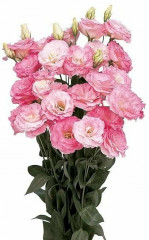 Семена «Эустома Мариачи Мистический розовый F1» - Фото 1