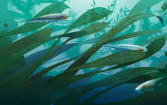 Электрические рыбы - Фото 1