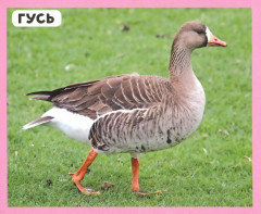 Разумные карточки «Домашние животные» - Фото 1