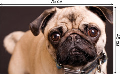 Коврик придверный «Доверчивый мопс» - Фото 1