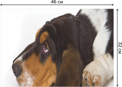 Комплект плейсматов «Ушастый бассет-хаунд» - Фото 2