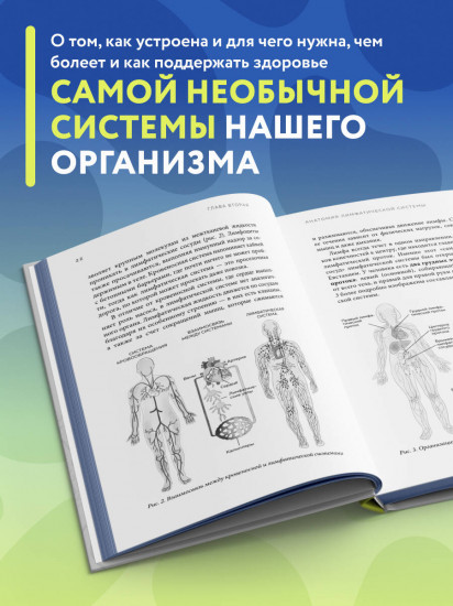 Всё о лимфе. Как правильно заботиться о здоровье лимфатической системы