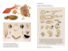 Происхождение видов путем естественного отбора - Фото 10