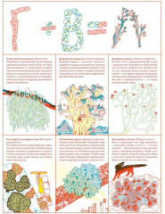 Мико. Полный путеводитель по миру грибов - Фото 8