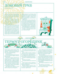 Мико. Полный путеводитель по миру грибов - Фото 10