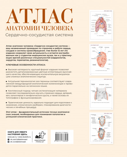 Атлас анатомии человека. Сердечно-сосудистая система