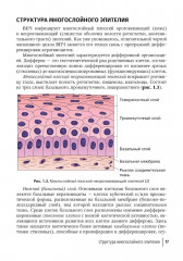 Папилломавирусная инфекция. Междисциплинарные аспекты диагностики и лечения. Руководство для врачей - Фото 9