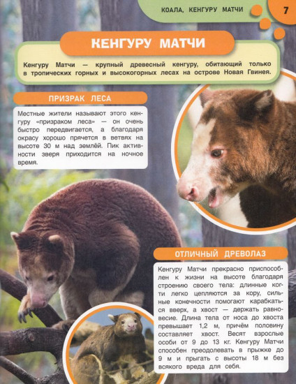 Панды и другие редкие животные