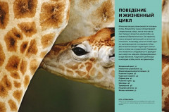 Тайны животных. Большая иллюстрированная энциклопедия - Фото 8