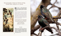 Тайная жизнь леса. Русская природа в фактах и зарисовках - Фото 9