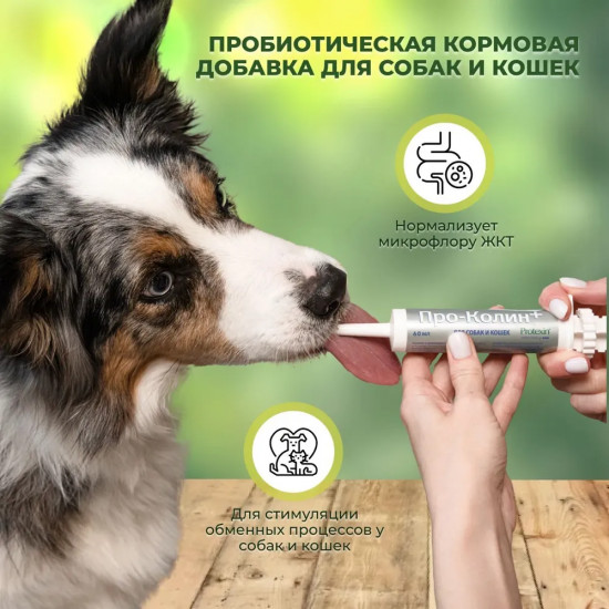 Кормовая добавка для собак и кошек «Про-Колин»