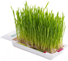 Трава для кошек «Овес» - Фото 5