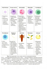 Розацеа - Фото 14