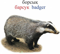 Жануарлар. Животные. Лес - Фото 2