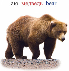 Жануарлар. Животные. Лес - Фото 3