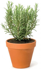 Семена розмарина «Нежность» - Фото 1