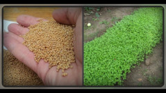 Семена сидерата «Горчица белая» - Фото 2