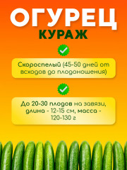 Семена огурца «Кураж F1» - Фото 3