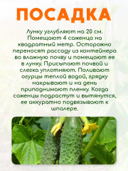 Семена огурца «Кураж F1» - Фото 4