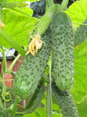 Семена огурца «Кураж F1» - Фото 5