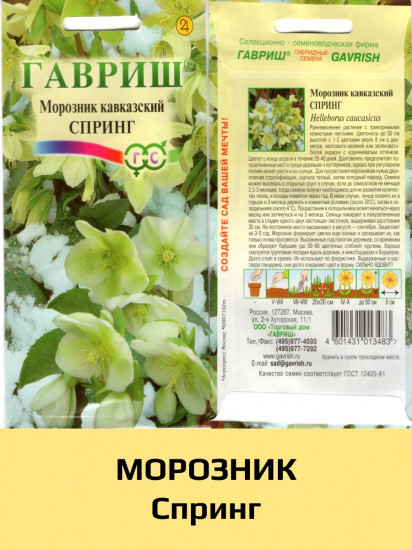 Морозник кавказский «Спринг»