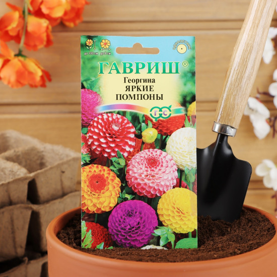 Семена георгины «Яркие помпоны»