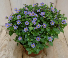 Семена экзакума «Роял дэйн дип блю» - Фото 2