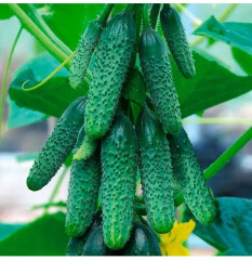 Семена огурца «Пучковое очарование F1» - Фото 2