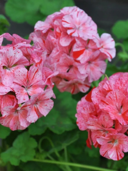 Семена пеларгонии «Дивас F1 клубника»