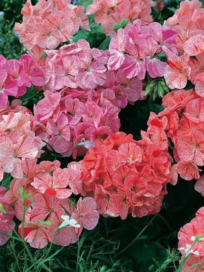 Семена пеларгонии «Дивас F1 клубника»