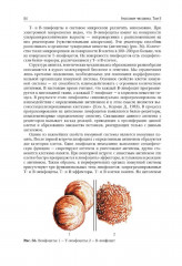 Анатомия человека. Том 2 - Фото 8