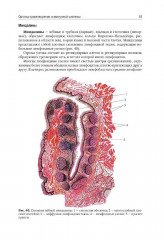 Анатомия человека. Том 2 - Фото 11