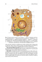 Human Anatomy. Volume 1 - Фото 11