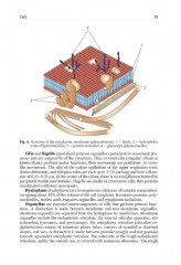 Human Anatomy. Volume 1 - Фото 12