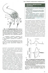 Регионарная анестезия: Самое необходимое в анестезиологии - Фото 5