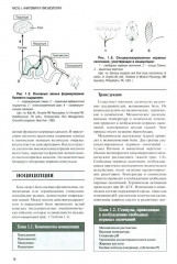 Регионарная анестезия: Самое необходимое в анестезиологии - Фото 6