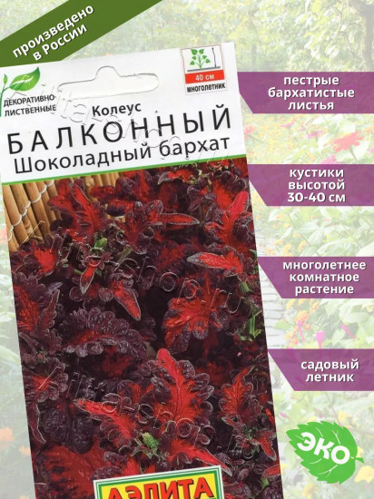 Семена колеуса балконного «Шоколадный бархат»