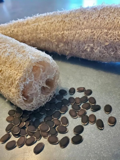 Семена люффы «Цилиндрическая»