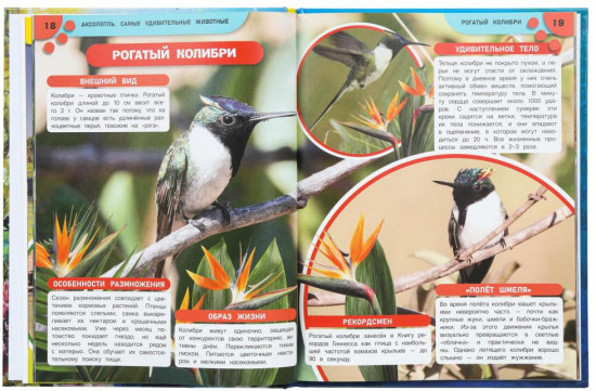 Энциклопедия для детей «Аксолотль. Самые удивительные животные»